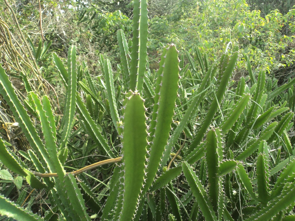 Euphorbia trigona Mill.